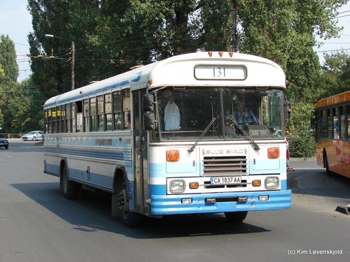 Blue Bird