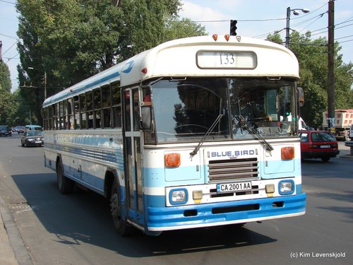 Blue Bird