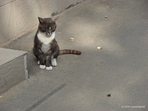 Daugavpils Cat