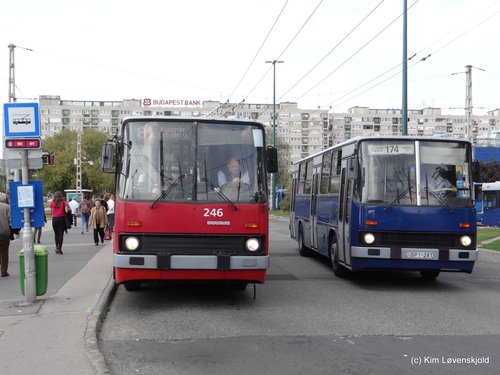 Ikarus 280T & 260