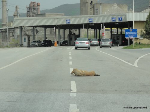 Kosovo border dog