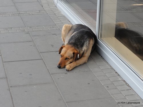 Sarajevo stray