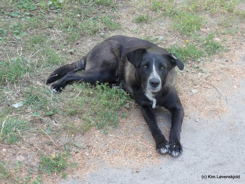 Chernobyl dog