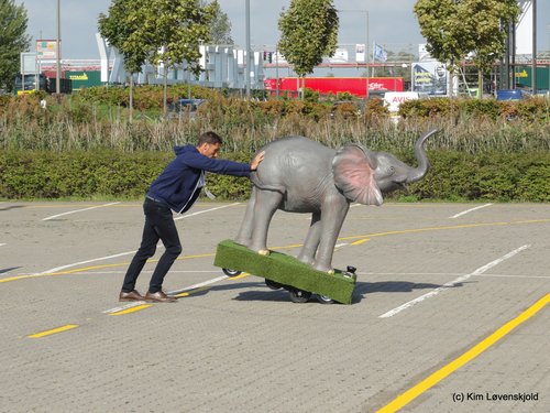 Stubborn Elephant