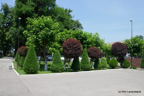 Tashkent