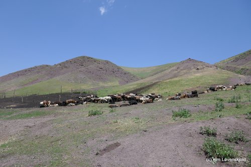 Kashka Suu