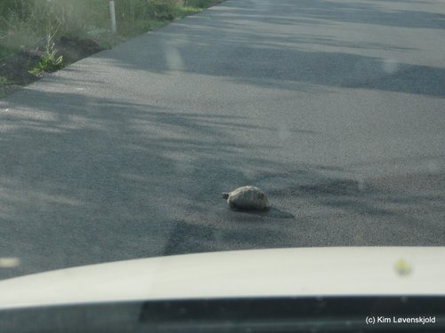 Turtle on the road in North Macedonia