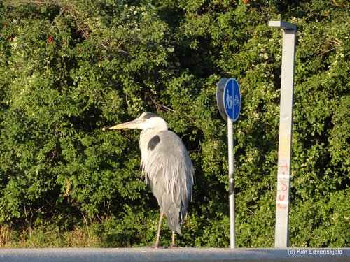 A Heron