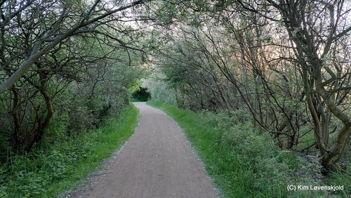 Amager Fælled
