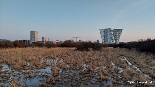 Amager Fælled