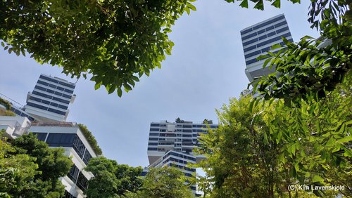 The Interlace apartment buildings