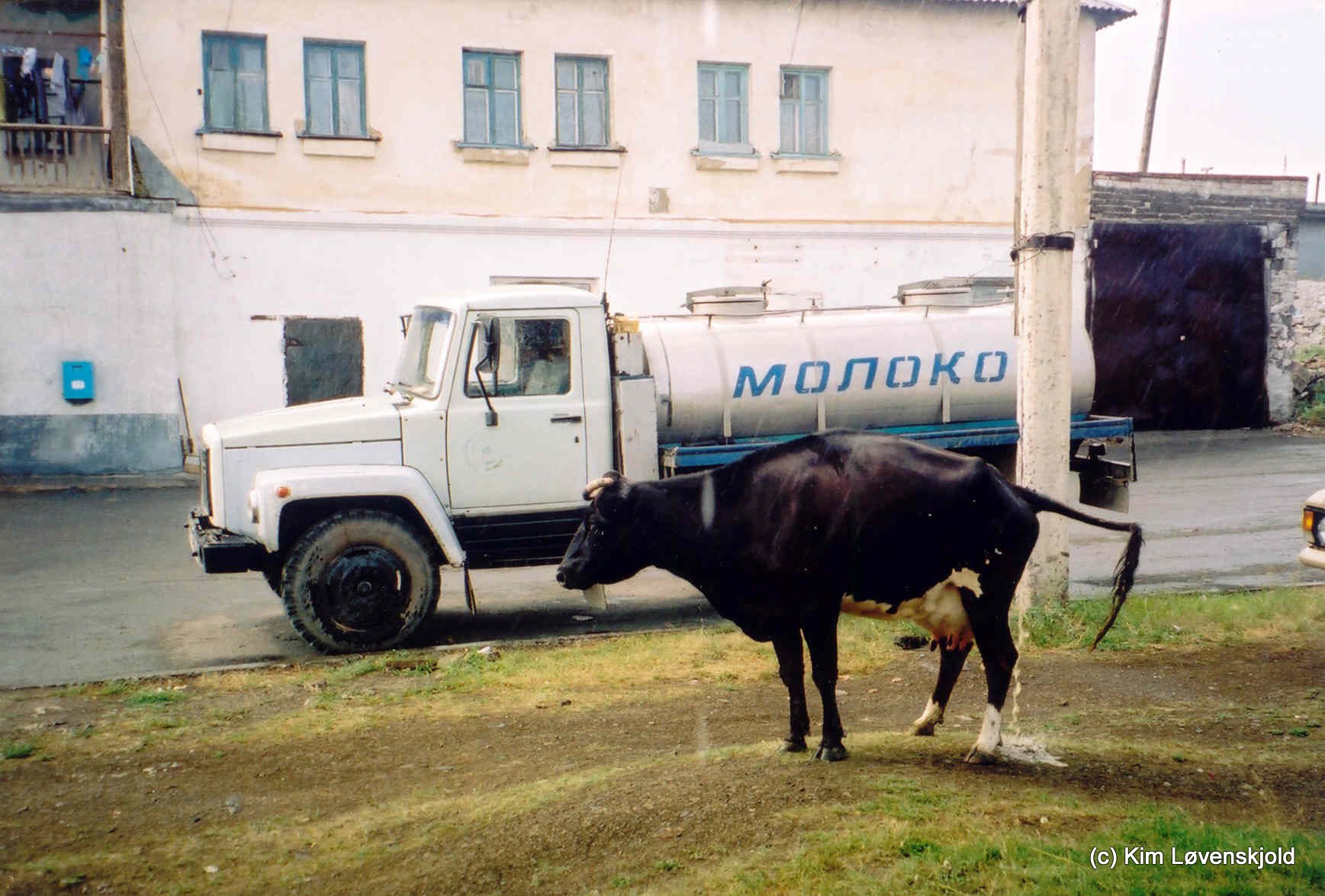 Milk truck & pissing cow