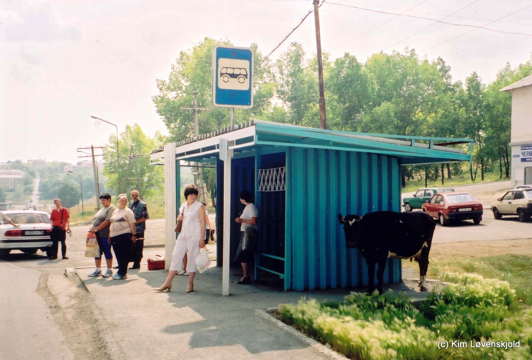 Cow waiting at the busstop
