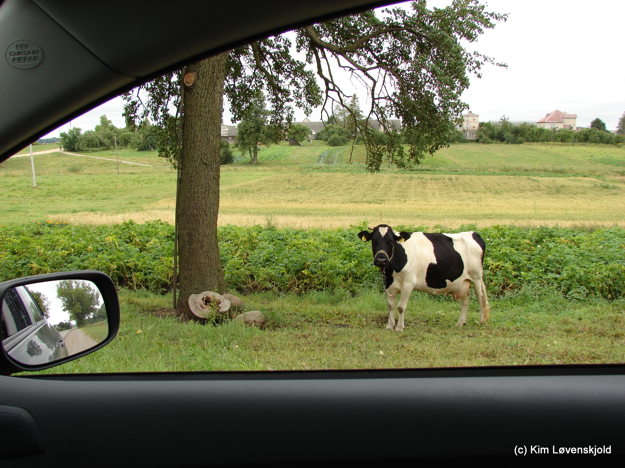 A staring cow in Lithuania