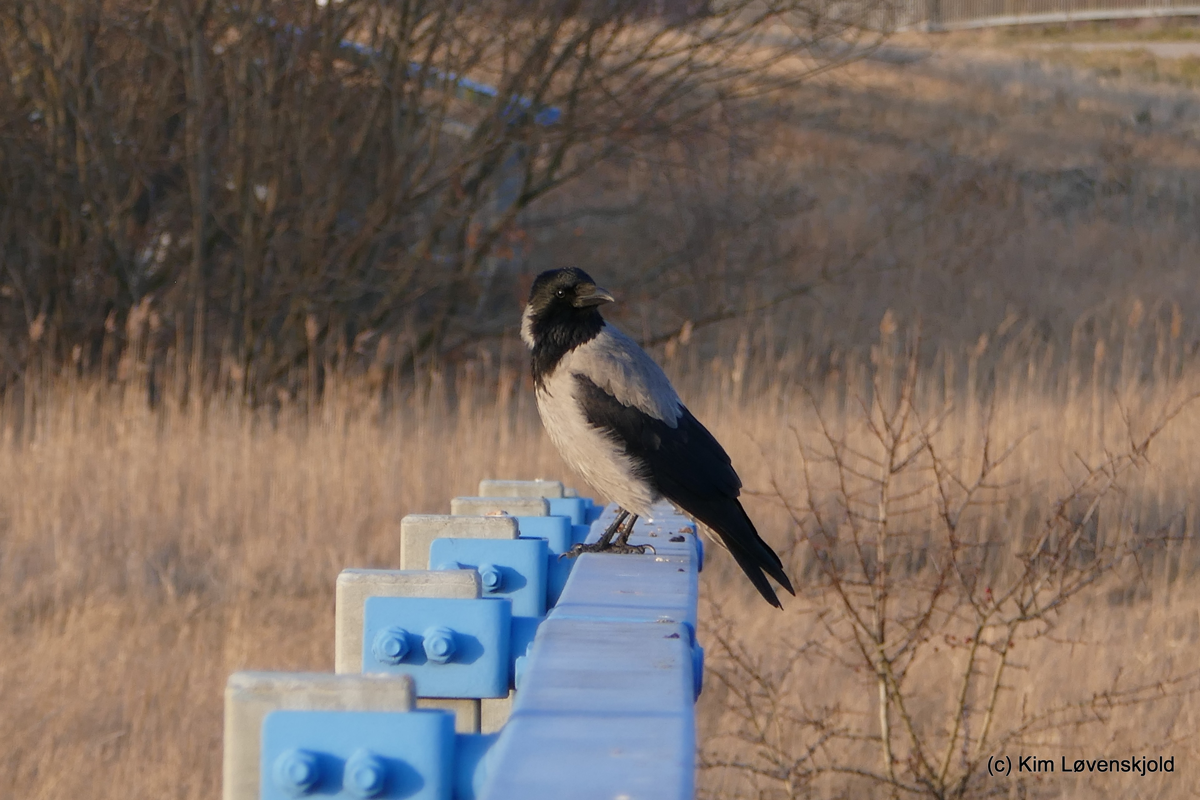 Copenhagen bird