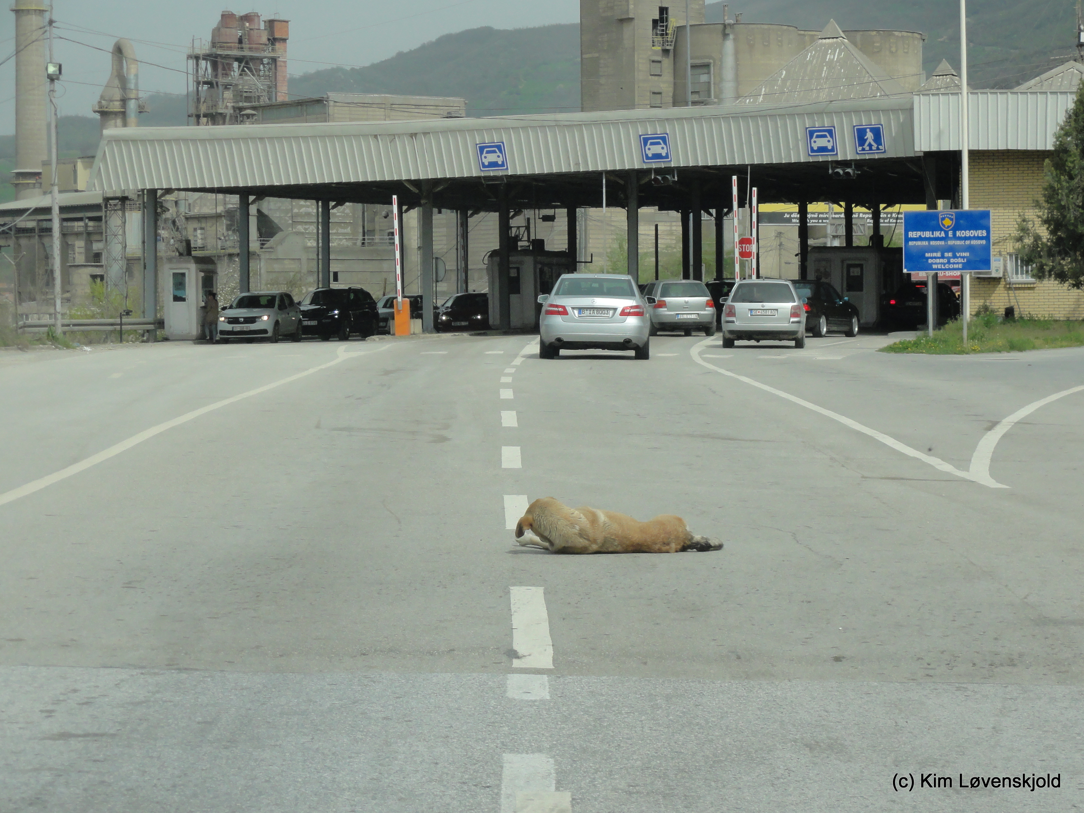 Kosovo border dog