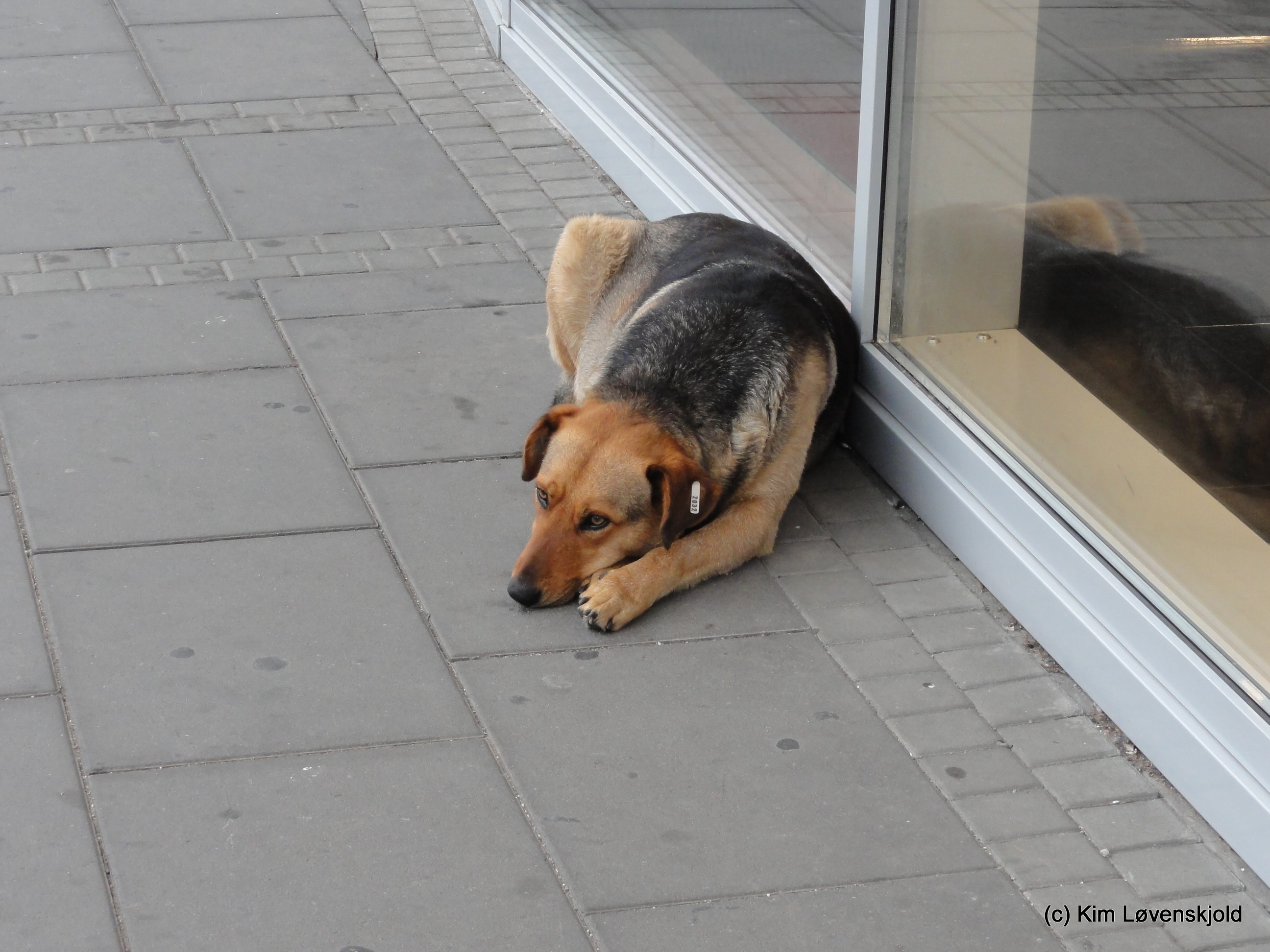 Sarajevo stray