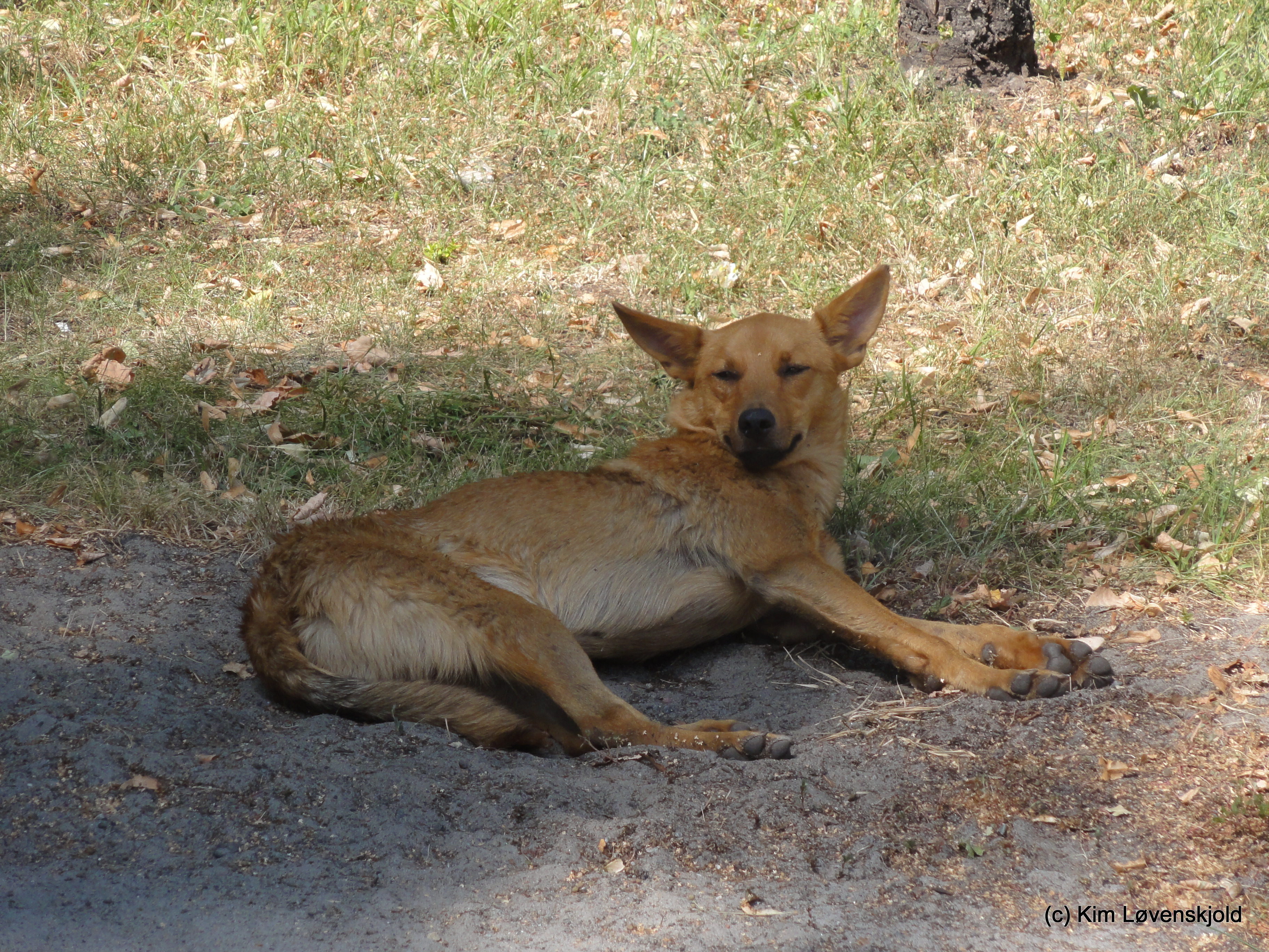 Chernobyl dog