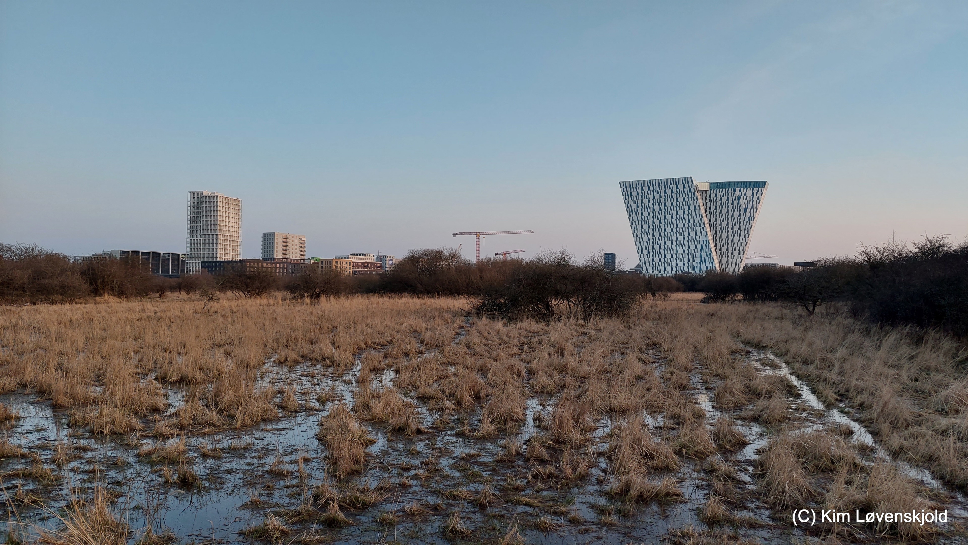 Amager Fælled